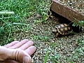 Tiny Tortoise