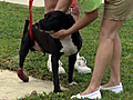 Two-legged dog thriving at New Orleans doggy spa