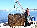 The Oyster Farmer