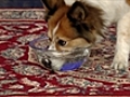 Late Show - Water Bubble-Blowing Dog