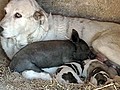 Dog nurses piglet in Spain