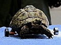 Tortoise Equipped With Wheels