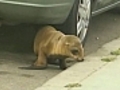 Sea lion plays hide and seek in San Diego streets