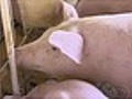 Criadores de suíno de Mato Grosso do Sul vivem momento de incerteza