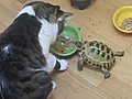 Tortoise Bullies Cats