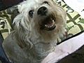 Little White Dog Adopts Orphaned Raccoon