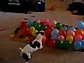 Dog vs Baloons