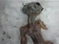 Body of &#039;dead alien&#039; found in Siberia