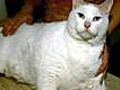 US - Lost Cat Weighs 44 Pounds