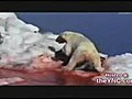 polar bear vs walrus