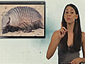 Armadillo Facts