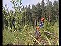 Waldbau in Finnland