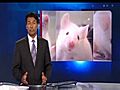 Mouse pain study faces ethics scrutiny