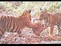 Tigres raros são filmados em Sumatra