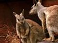 Rock wallabies