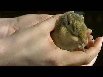 Adorable Chipmunk in Slow Motion