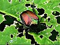 How to control garden bugs organically