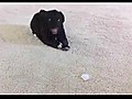 Puppy vs. Ice Cube