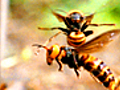 Beware the Giant Wasp