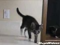 Kitty’s Counter Collapse