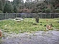 Lion Feeding Show_Part 1