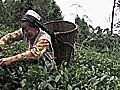 India Tea Workers in Darjeeling Launching Own Organic Teas