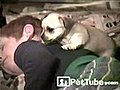 The Christmas Puppies - PetTube.com