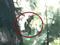 Mysteriös: Ist hier Bigfoot zu sehen?