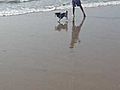 Harlee and Hannah at OB Dog Beach