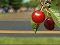 Cherry pit spitting championship takes place in Michigan