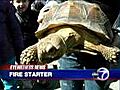 Turtle causes fire in Brooklyn home