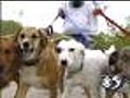 Finding The Right Breed Of Dog For You