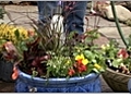 Pot your Plants - Watering your New Plants