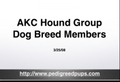 AKC Hound Dog Breeds
