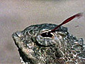 Freak of Nature: Blood-Squirting Lizard