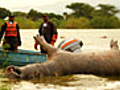 Hippo Poaching?