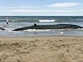 Rescuers struggle to save beached whale