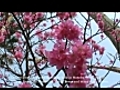 Cherry Blossom in Okinawa: Kanhizakura (Formosan Cherry)