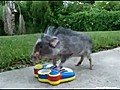 Teacup Pig Plays The Piano