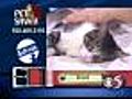 PetSaver: Axel the Cat
