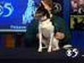 'Hercules' - 2-Year-Old Male Mix #4056044