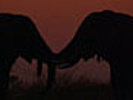 Elephants at Sunset