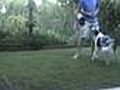 Dog Training- Training My Dog Splash To Maintain Front Position Using Clicker Tr