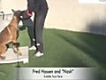 Police Dog Training - Releasing from Bite