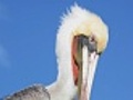 California Gey Pelican