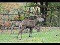 Laute des Rothirschs im Wildgehege Hellenthal