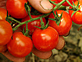 Tomatenbrot,  Kaninchenkeule & Thunfisch