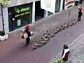 Goose Parade