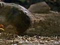 National Geographic Animals - Centipede Vs. Grasshopper Mouse