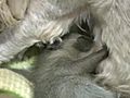 Dog Nurses Orphaned Raccoon